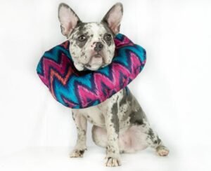 Collar Isabelino para perros esterilizados